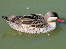 Red-Billed Teal (WWT Slimbridge June 2009) - pic by Nigel Key